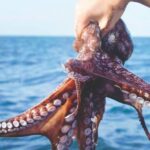 Impulsan capacitación para agilizar exportación de pulpo maya desde la Península de Yucatán